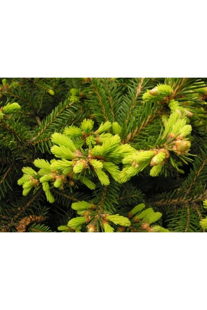 Ялина звичайна Баррі 